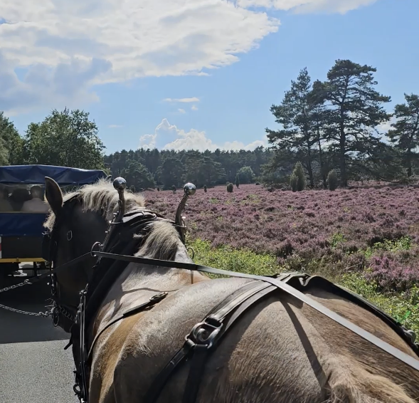 Ausflug in die Lüneburger Heide nach Schneverdingen 💚